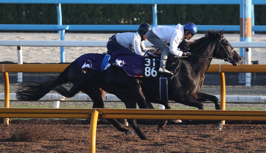 ＜東スポ杯2歳S＞北村友一騎手を背にCWコースにて併せ馬で追い切るクロワデュノール（手前）（撮影・亀井　直樹）