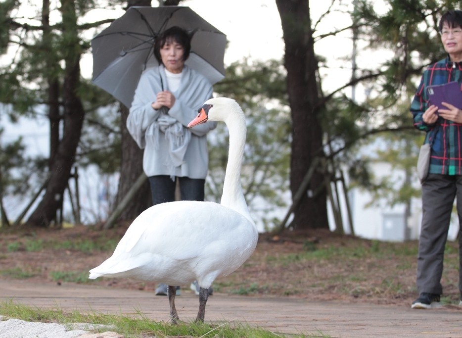 志高湖から飛来したとみられるハクチョウ＝27日、別府市餅ケ浜町