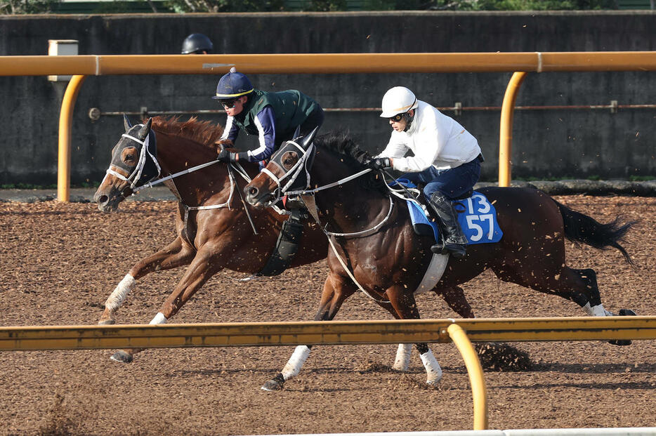 Cウッドをチュウワノキセキ（右）と併せ馬で追い切るゴールドエクリプス（撮影・白石智彦）