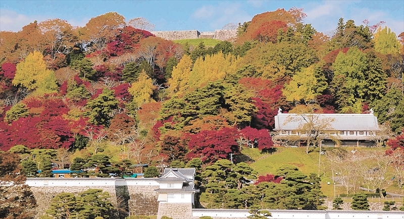 色とりどりに染まる霞ケ城公園＝１４日午前