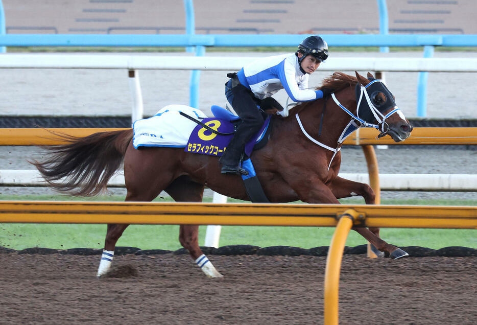 21日、Cウッドを併せ馬で追い切るセラフィックコール