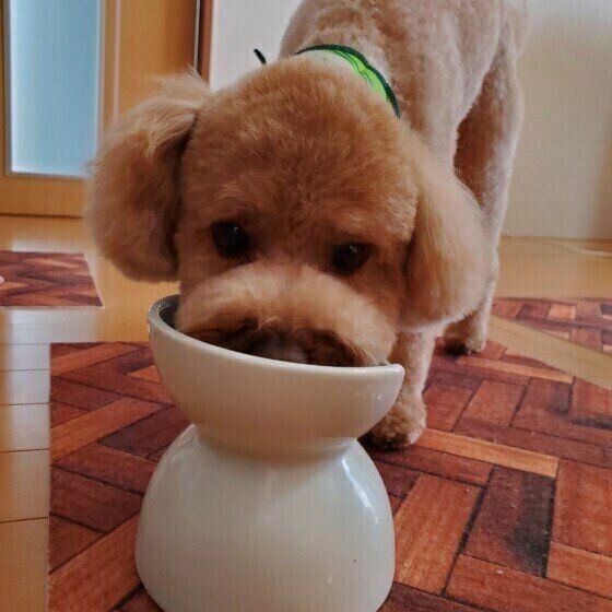 犬が食器台（餌台）を使うメリットと食べやすい高さの目安とは？ いぬのきもち