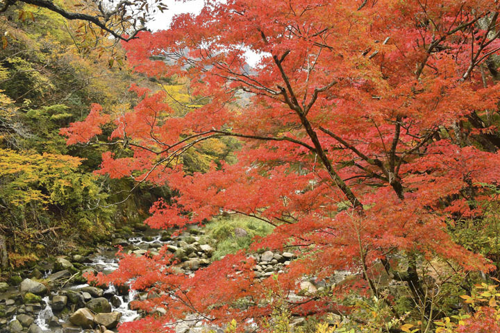 モミジなどの紅葉が見頃を迎えている夏井川渓谷＝いわき市