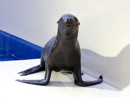 【名前が「むぎ」に決まったオタリアの赤ちゃん＝鳥羽市の鳥羽水族館で（同館提供）】