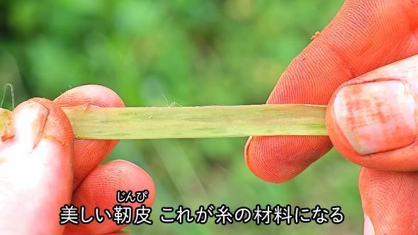 原料はカラムシの茎から採取した皮