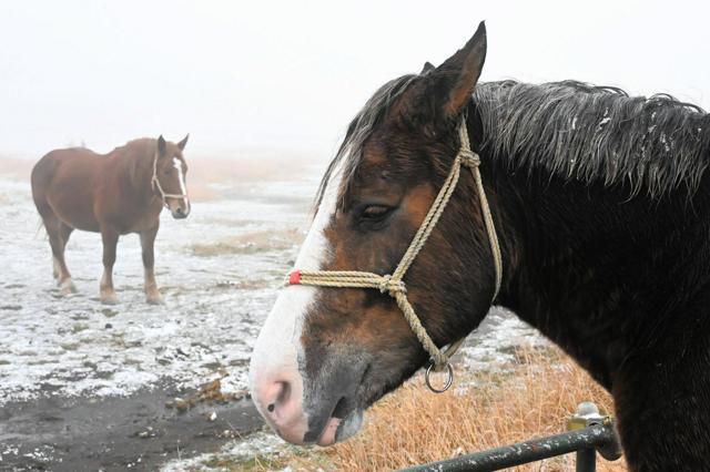 薄く雪が降り積もった草千里ケ浜では、観光乗馬用の馬のたてがみにも雪がついていた=2024年11月28日午前8時5分、熊本県阿蘇・草千里ケ浜、城戸康秀撮影