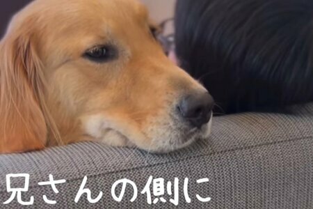 出所：san_goldenretriever