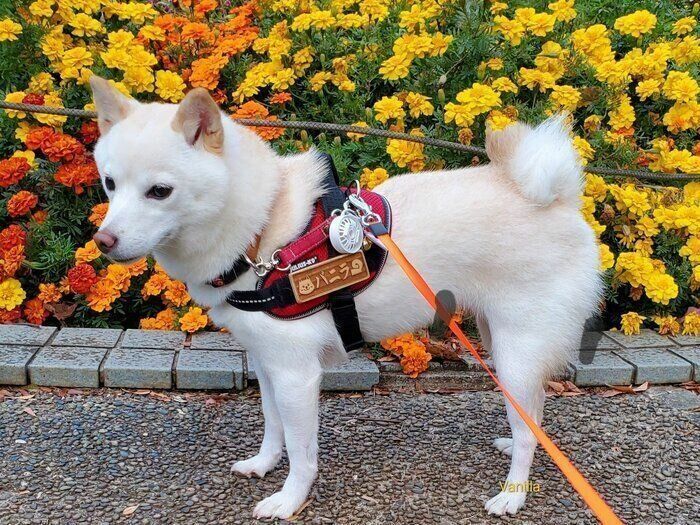 2才のころに撮影したバニラちゃん。子犬時代はしっぽがまっすぐだったそうですが、今はグルグルで二重巻きに！　フォロワーさんからは「ソフトクリームみたい」と言われることも。