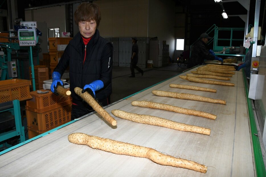 傷などを確認し、長さや重さごとにねばりっこを選別する作業員＝１３日、北栄町西園のＪＡ鳥取中央長芋集荷場