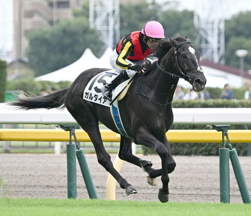 2歳新馬戦を制したガルダイア（2024年10月6日撮影）