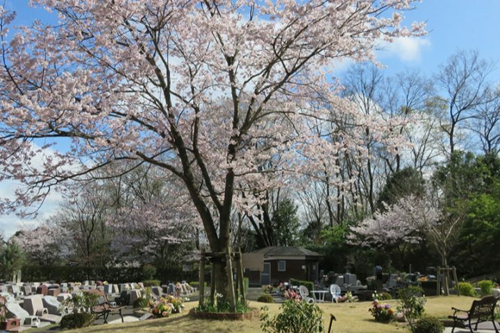 エンディングセンターの「桜葬」は合祀にならず、桜の下の個別区画を永続使用するので他者の遺骨と一緒になることはない。東京と大阪の2か所にある（写真提供／エンディングセンター）