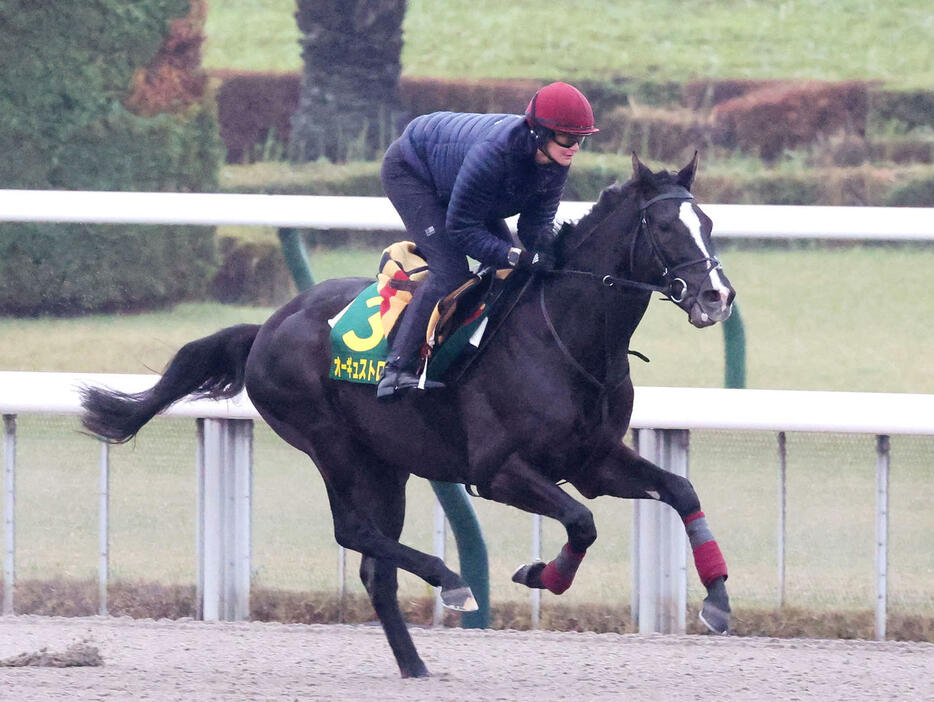 東京競馬場のダートで調整するオーギュストロダン（撮影・鈴木正人）