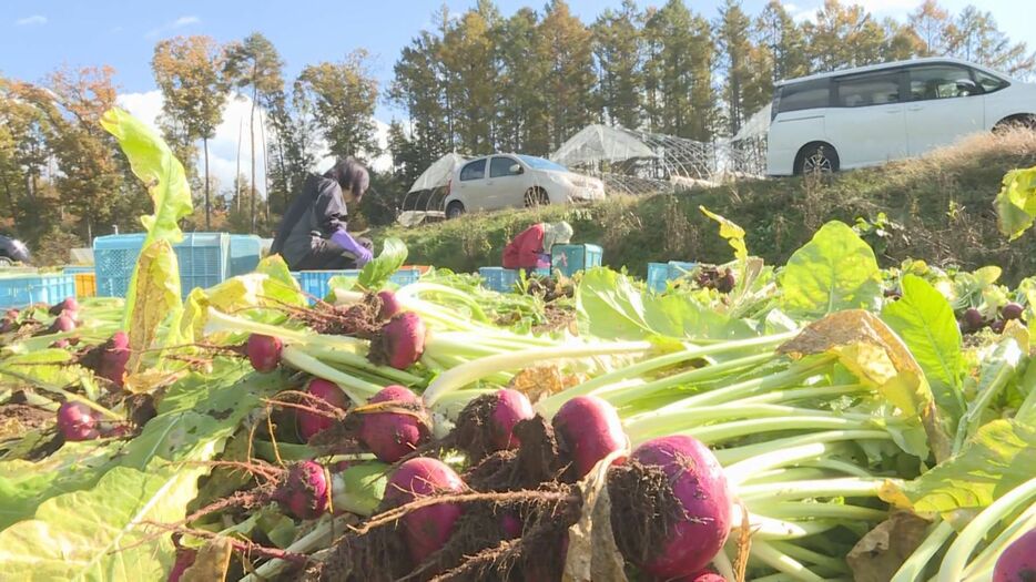 赤カブの収穫作業 岐阜県高山市