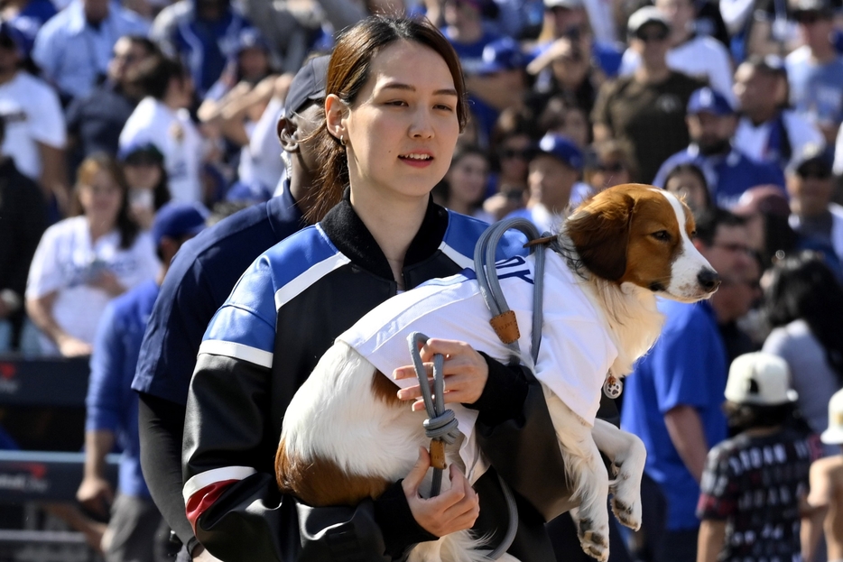 大谷と同様に国際的な人気を博している妻・真美子さんとデコピン。(C)Getty Images