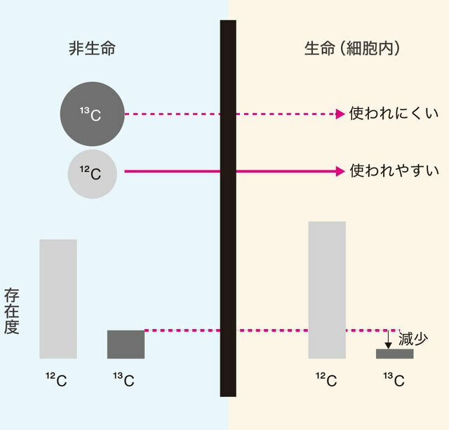 炭素安定同位体比。生物に使われにくい¹³Cは生体内での割合が小さくなる