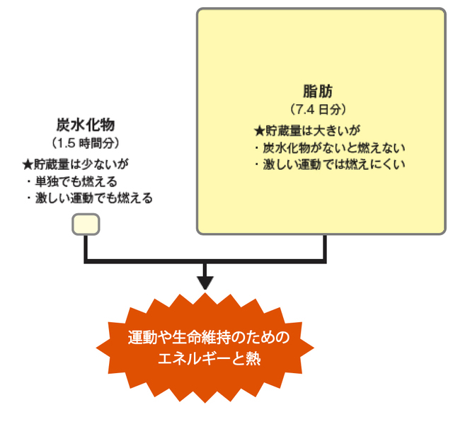 エネルギー源としての炭水化物と脂肪の特性(山本、2016)