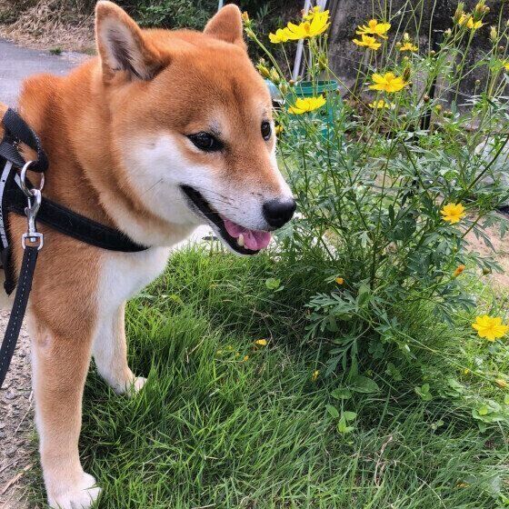 散歩する柴犬