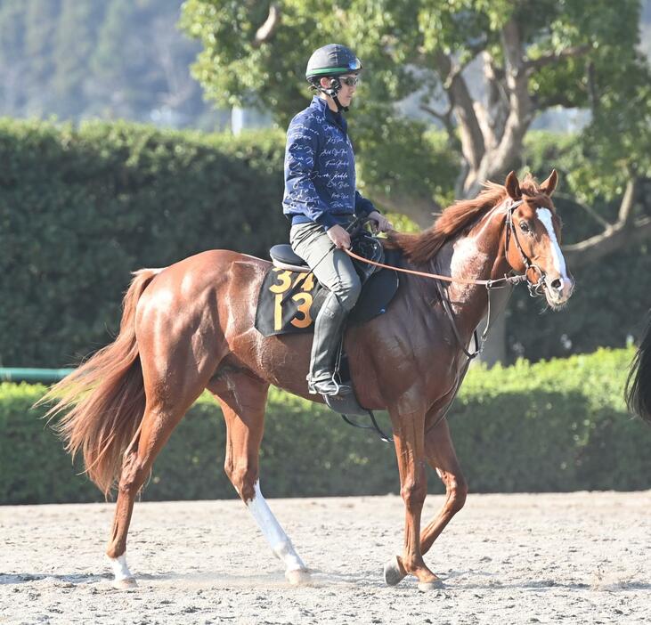 　話題の良血馬ダノンピクチャー