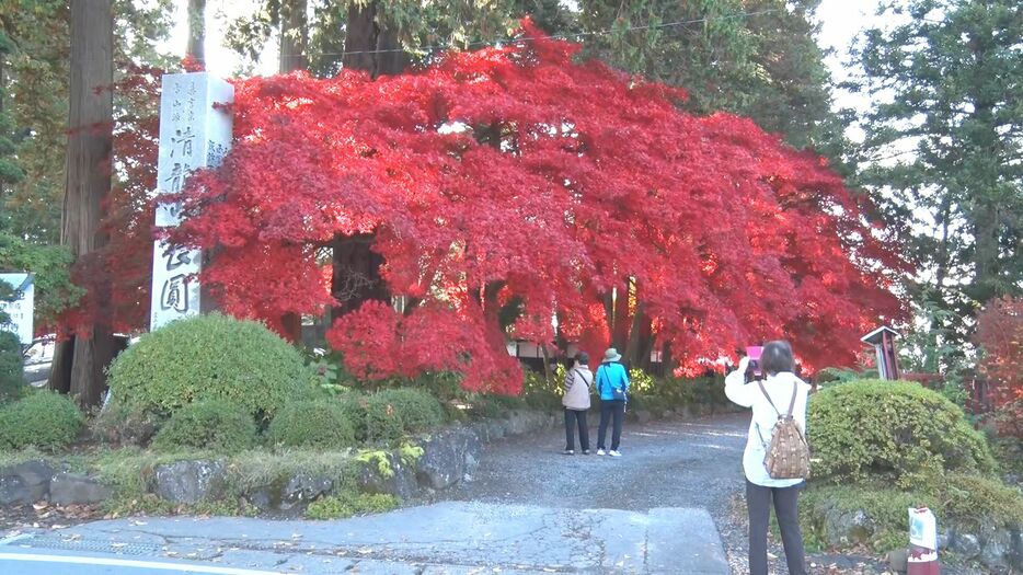 長円寺の紅葉