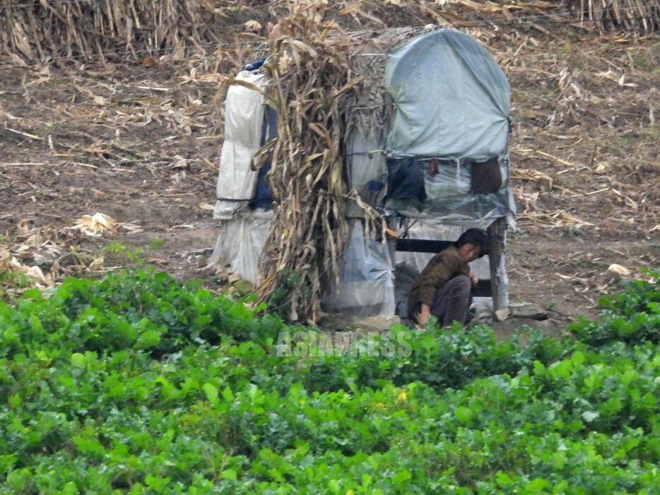 （クリックして拡大）大根畑脇の掘っ立て小屋は、作物の盗難防止のための監視所だ。夏から秋の収穫期には毎晩交代で寝泊まりして畑の警備にあたるという。座っているのは女性のようだ。