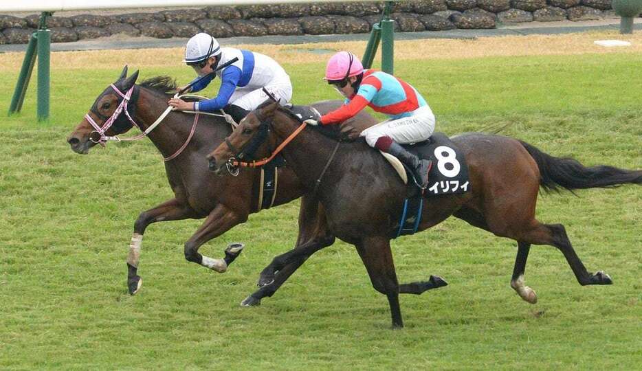 秋明菊賞を制し2勝目を挙げたキャッスルレイク（白帽）＝京都市・京都競馬場（撮影・林俊志）