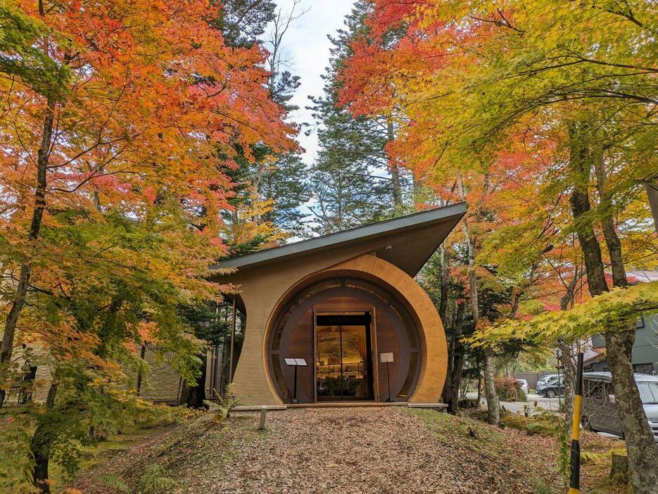 今年は夏や秋の猛暑の影響で紅葉の進み具合が遅れており、11月中旬までが見頃となる。