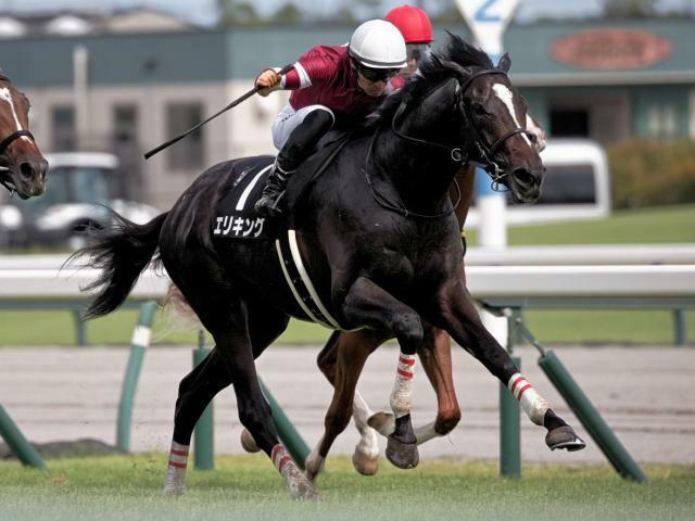 京都2歳Sに出走予定のエリキング(ユーザー提供：ごっちさん)