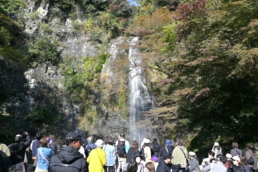 取材日には大滝はまだ紅葉には早い様子だった(箕面市・11月22日撮影)