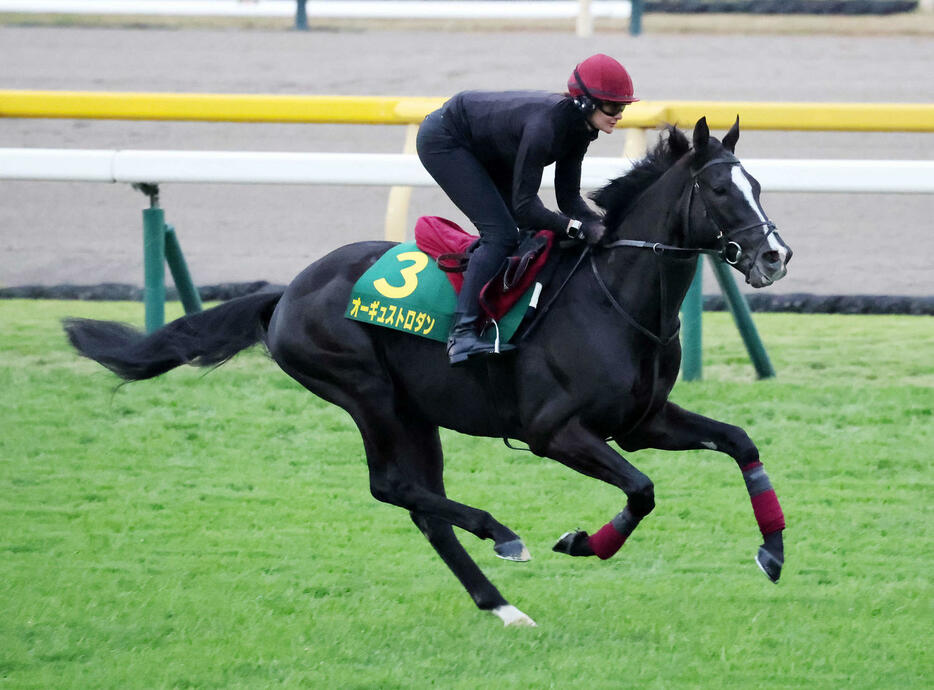 東京競馬場の芝コースで追い切るオーギュストロダン（撮影・鈴木正人）