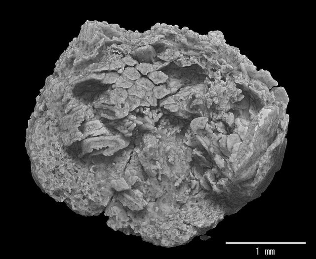 日本で見つかった白亜紀のバンレイシ科の花化石の3D-CT構築図(上からみた像)　新潟大学/spring-8「SPring-8が白亜紀における被子植物の初期進化群を解明するSPring-8 Will Unseal the Early Evolution ……