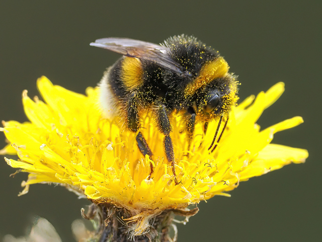 被子植物では、昆虫に花粉を運ばせるために、さまざまな戦略が進化している