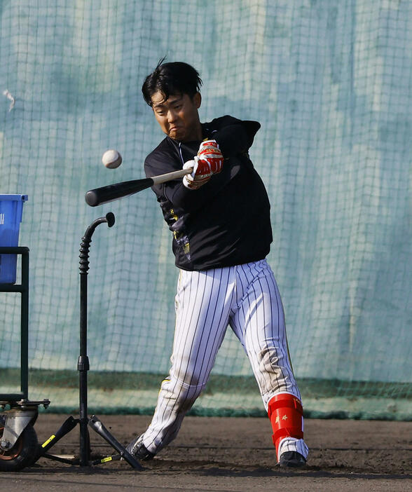 打撃練習をする阪神中川（撮影・藤尾明華）