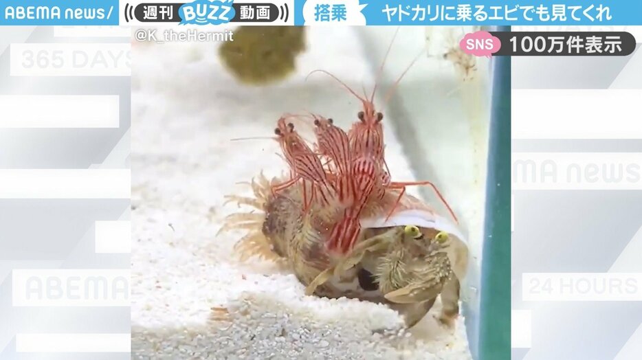 「カブトヤドカリ」と「アカシマモエビ」