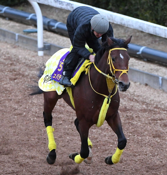 　ウシュバテソーロ