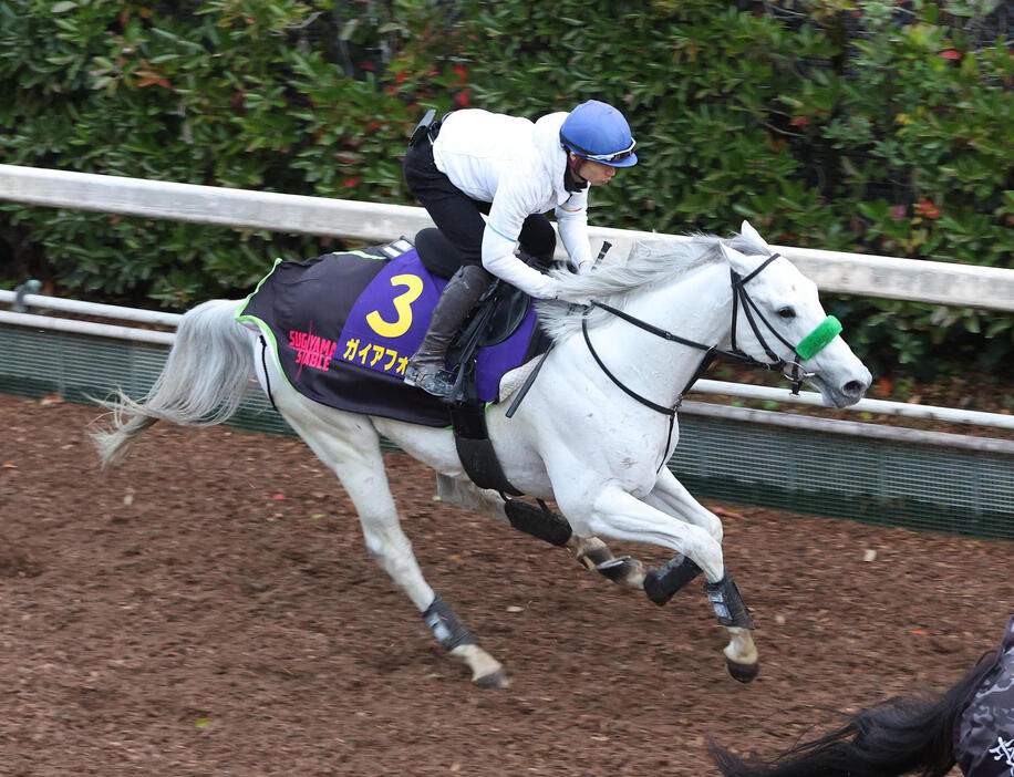 長岡騎手を背に坂路を単走で追い切るガイアフォース（撮影・白石智彦）