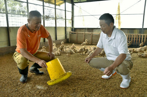 「近大鴨」の飼育状況を話し合う山田代表（左）と岩森さん（和歌山県有田川町で）