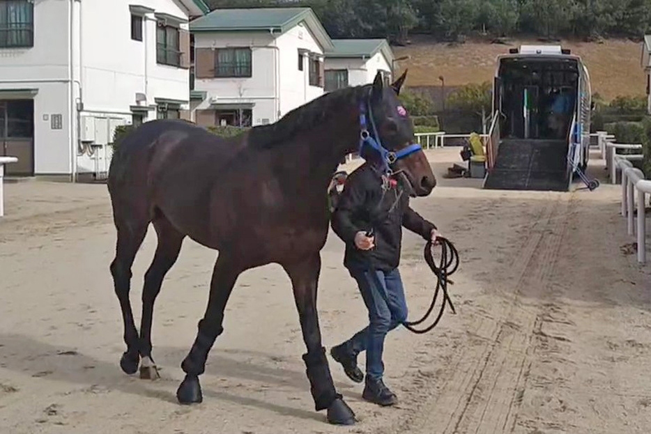 昨年の２着馬ウィルソンテソーロが中京に到着