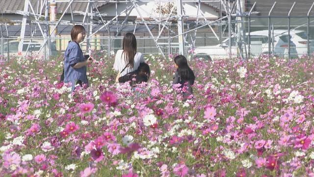 高松市一宮地区のコスモス畑