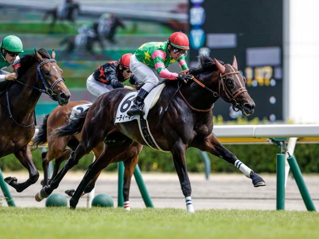 東スポ杯2歳Sに出走予定のジーティーマン(撮影：下野雄規)