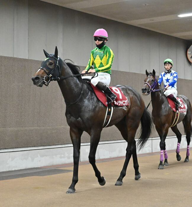 東スポ杯2歳Sで2着に敗れたサトノシャイニング＝16日、東京競馬場（撮影・奈良武）