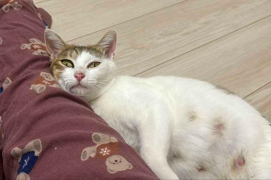 保護されて2日目とは思えぬ甘えっぷりの母ねこ・すきやきちゃん【写真提供：まつたけ（@matsutake_cat）さん】