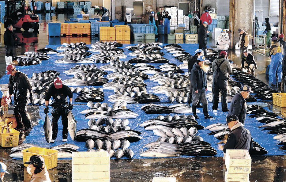 連日の大漁となったブリ＝２６日午前７時５分、氷見魚市場