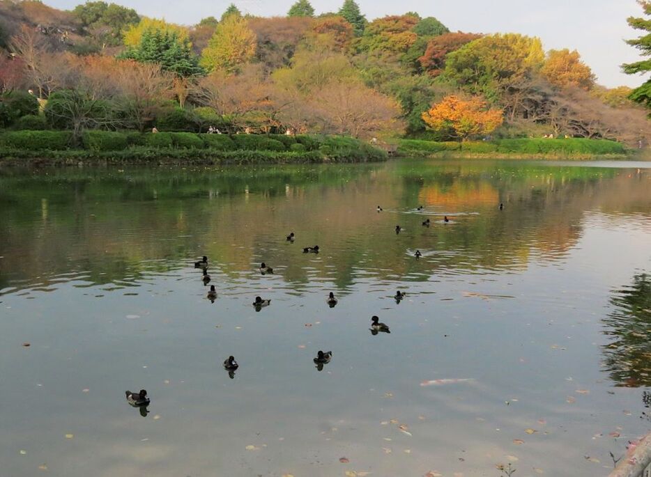 このシーズン、公園の池などの水辺には、カモの仲間が渡ってきている。大型で動きもゆっくりしていて、観察しやすい