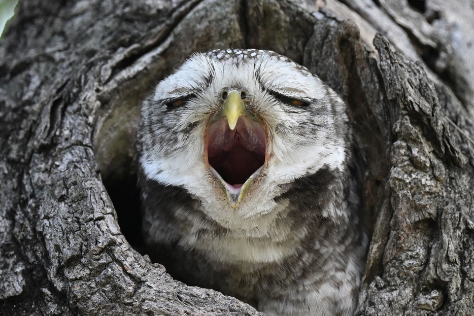 タイ・バンコクの公園で見られたインドコキンメフクロウのあくびをするような姿（2024年11月11日撮影）。【翻訳編集】 AFPBB News