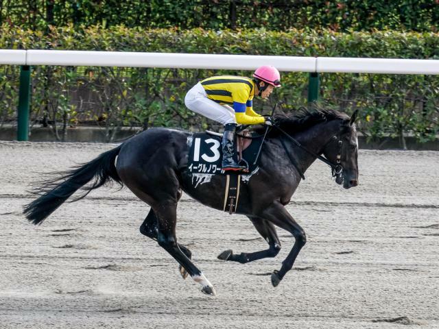 武蔵野Sに出走予定のイーグルノワール(撮影：下野雄規)