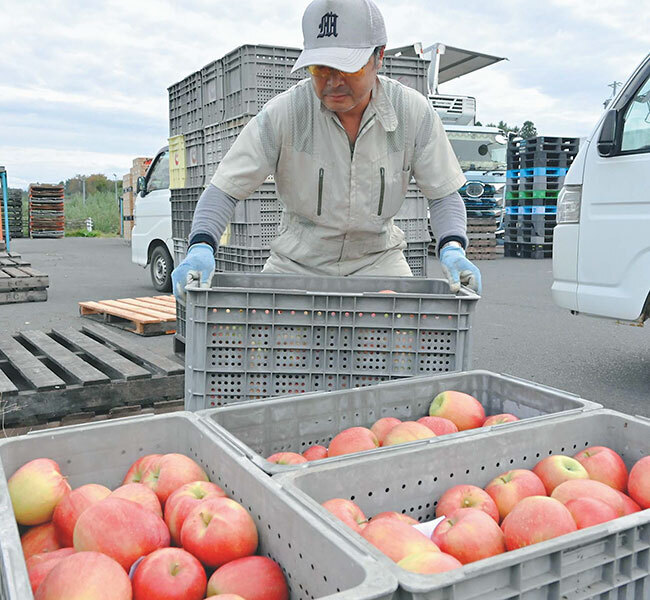 生産者がコンテナで運んできた規格外のリンゴ。家庭用として直売所に出したり、ふるさと納税の返礼品にしたりする