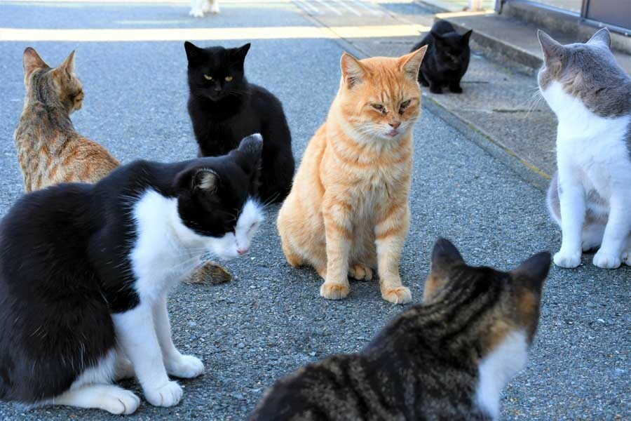 “猫島”として知られる福岡県の相島（画像：写真AC）