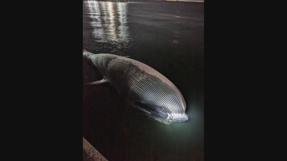 垂水区の沖合で見つかったクジラの死骸（資料提供　神戸市）