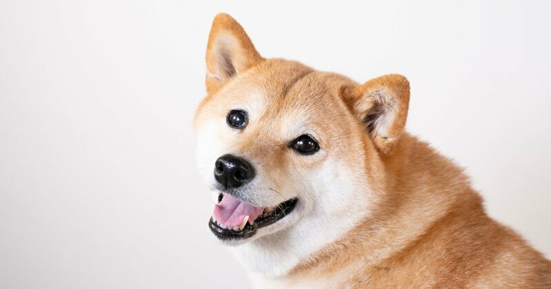 DOGEコインは、当時人気だった可愛らしい柴犬の写真に、意図的に間違ったスペルの「DOGE」が付いたミームから派生したとされている（写真はイメージです）　Photo:PIXTA