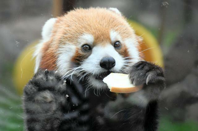 飼育員からもらったリンゴを食べながら来園者に応えるレッサーパンダ=2024年10月17日午後4時36分、大阪市天王寺区の天王寺動物園、黒田陸離撮影